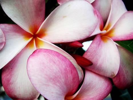 Hawaii Flowers