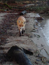 forest friend