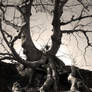 Tentacle Tree (Lilienstein - Saechsische Schweiz)