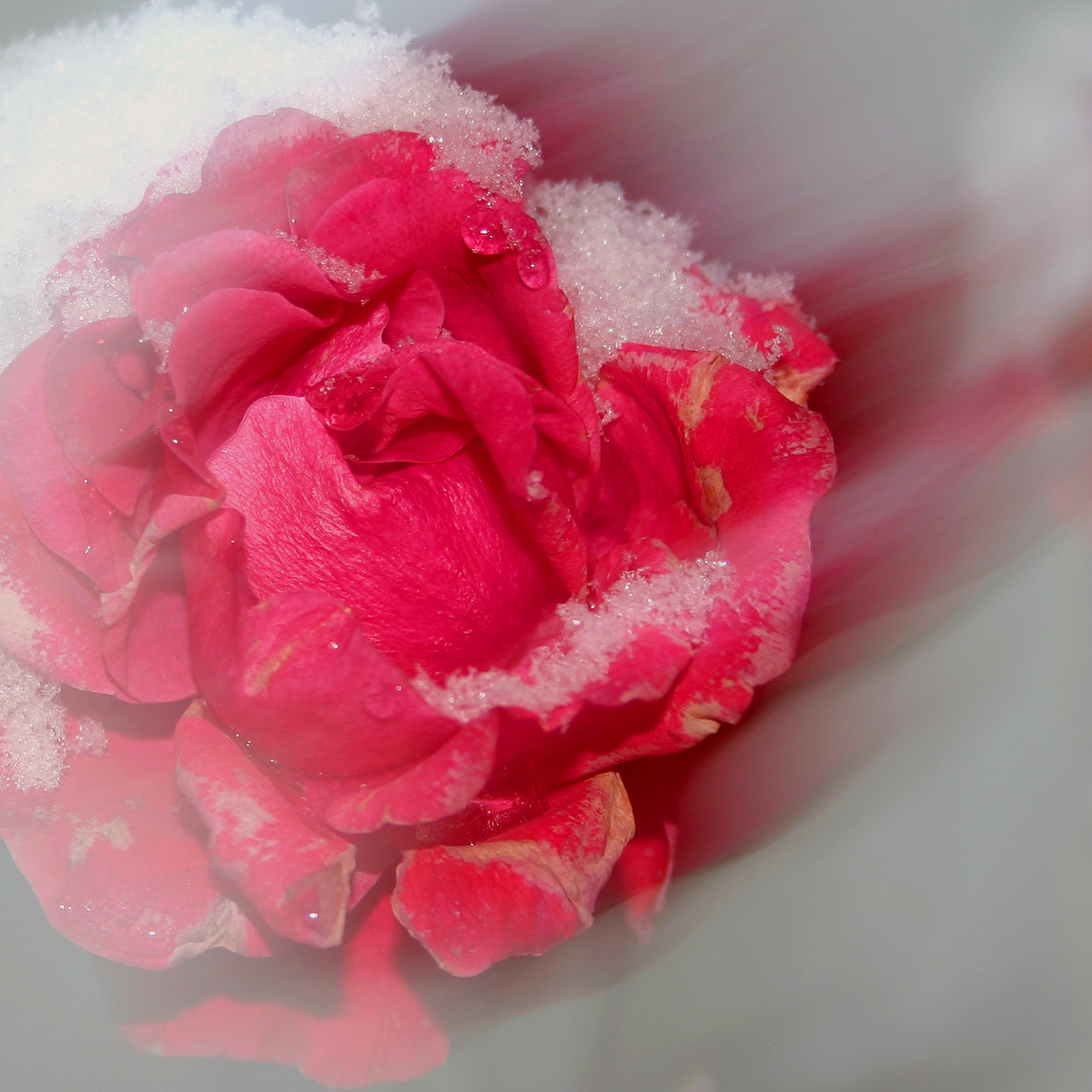 Snow Rose