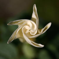 Datura