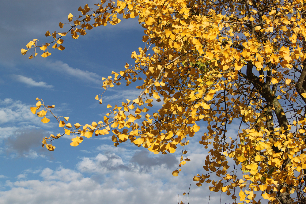 Ginkgo Autumn Colors