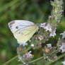 Butterfly on White Lavender