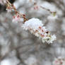 Snow on Cherry Blossoms