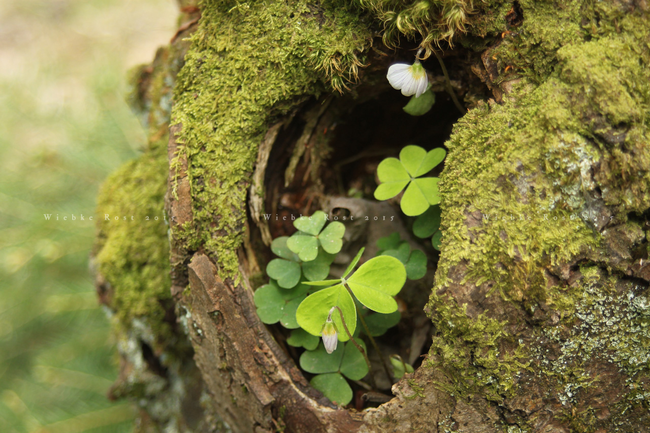 Wood-Sorrel