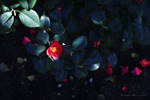 Camellia Flower by wiebkerost