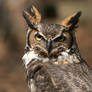 Great Horned Owl 20D0034753