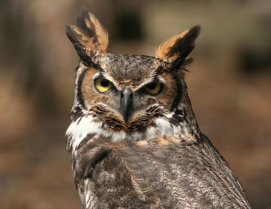 Great Horned Owl 20D0034753 by Cristian-M on DeviantArt
