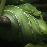 Green Tree Python 20D0028919