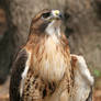 Red-Tailed Hawk 20D0034727