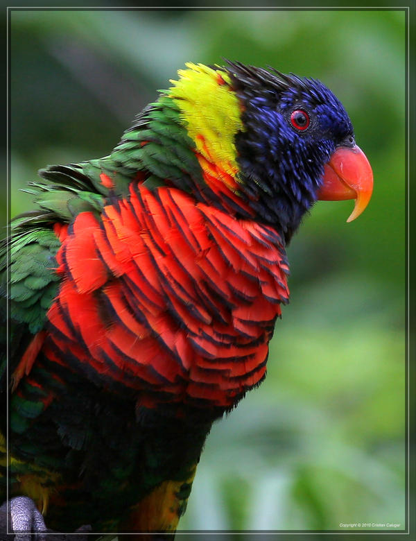 Rainbow Lorikeet 20D0038933