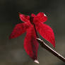 Sweetgum leaf 20D0031660