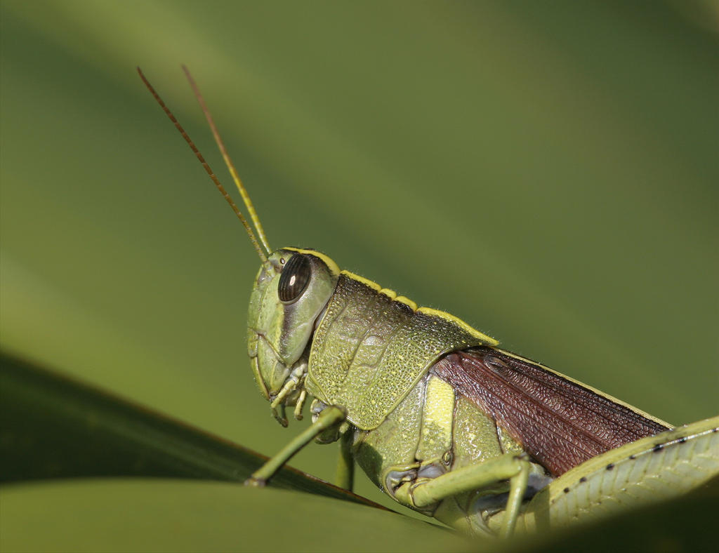 Grasshopper 20D0017310