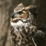 Great Horned Owl 20D0024819