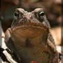 Fowler's Toad 20D0026406