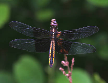 Dragonfly 20D0027456