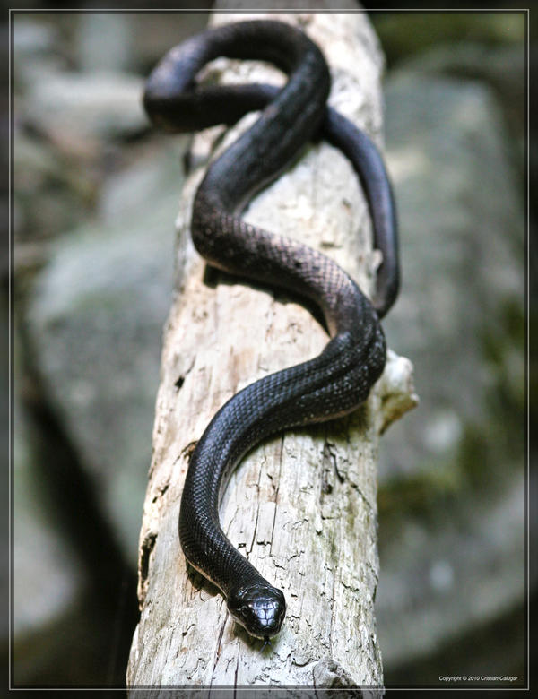 Black Rat Snake 20D0028360