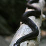 Black Rat Snake 20D0028363