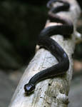 Black Rat Snake 20D0028363