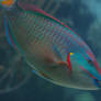 Parrotfish 20D0024091