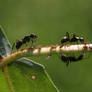 Ants and Aphids 20D0032786