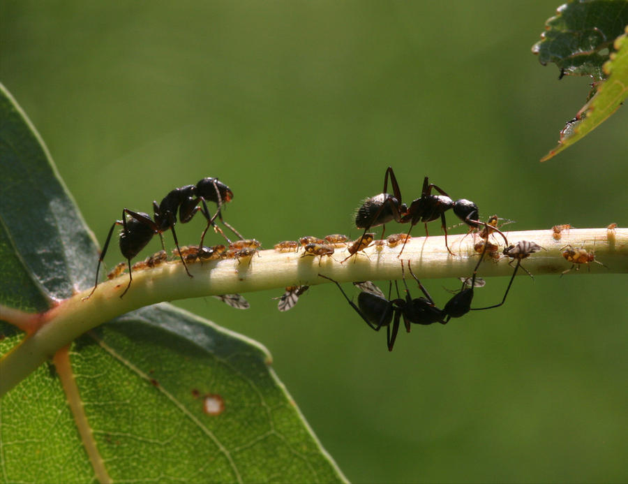 Ants and Aphids 20D0032786