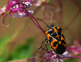 Heteroptera 20D0029467