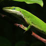 Green Anole 20D0026890