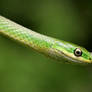 Rough Green Snake 20D0027567