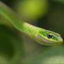 Rough Green Snake 20D0027613