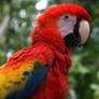 Scarlet Macaw 20D0024141