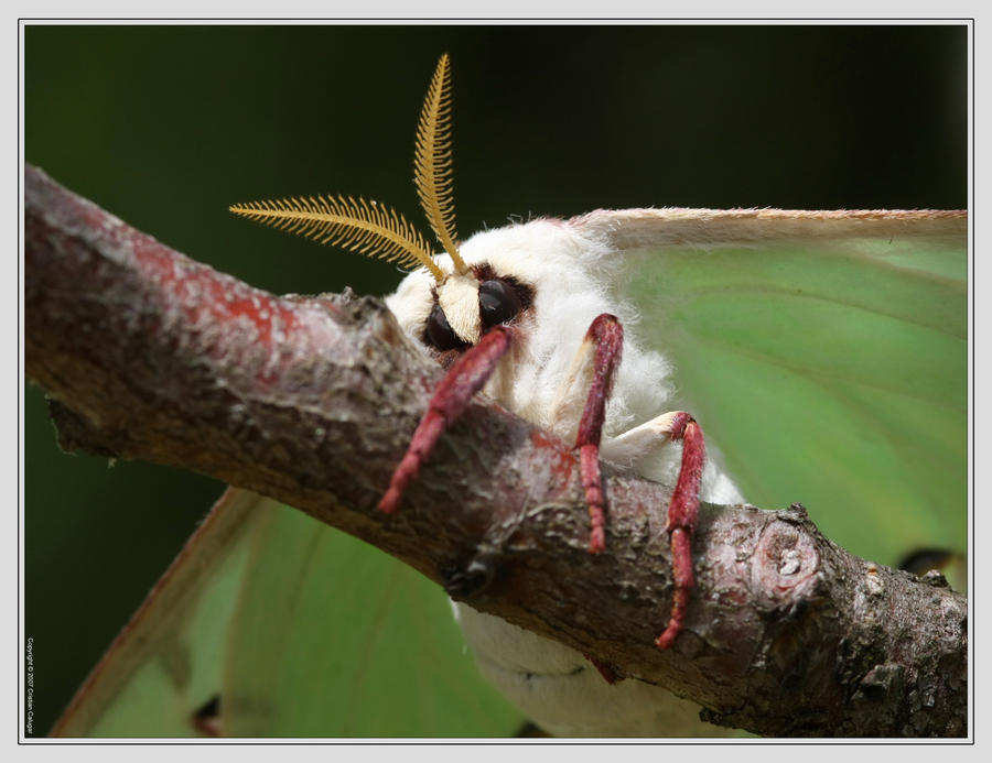 Luna Moth 40D0006649