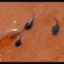 Tadpoles 40D0004552