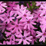 Phlox 40D0002665