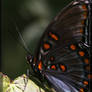 Red-spotted Purple 20D0030871