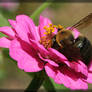 Carpenter Bee 20D0035881