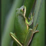 Green Tree Frog 40D0012647