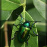 Dogbane Beetle 40D0013573