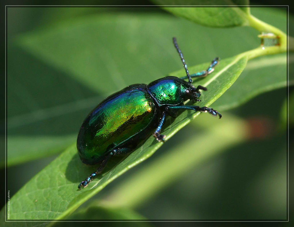 Dogbane Beetle 40D0013609 by Cristian-M