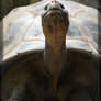 Galapagos Tortoise 40D0017071