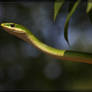 Rough Green Snake 40D0019616