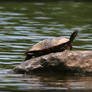 Yellow-belly Slider 20D0050101