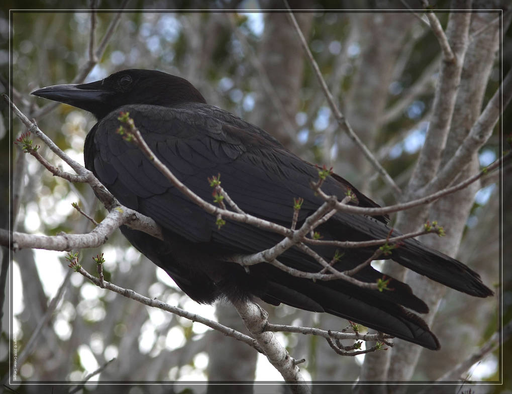 american_crow_40d0001040_by_cristian_m_d1nchle-pre.jpg