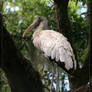 Wood Stork 20D0049654