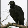 Black Vulture 20D0048409