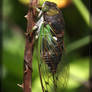 Annual Cicada 40D0022919