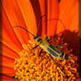 Soldier Beetle 40D0024107