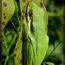 Green Tree Frog 40D0023000