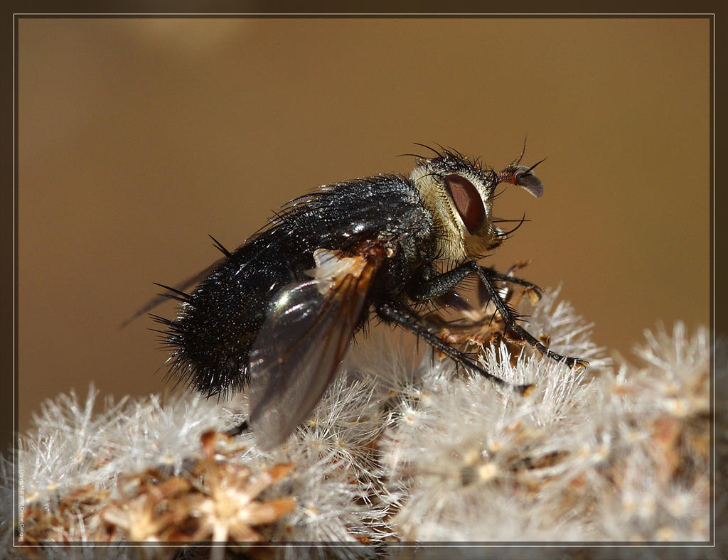 Tachinid Fly 40D0030613