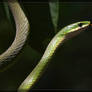Rough Green Snake 40D0019595